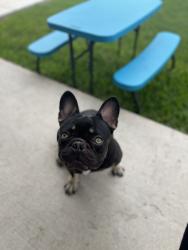 Lost Male Dog last seen Santa Rita street , San Antonio, TX 78214