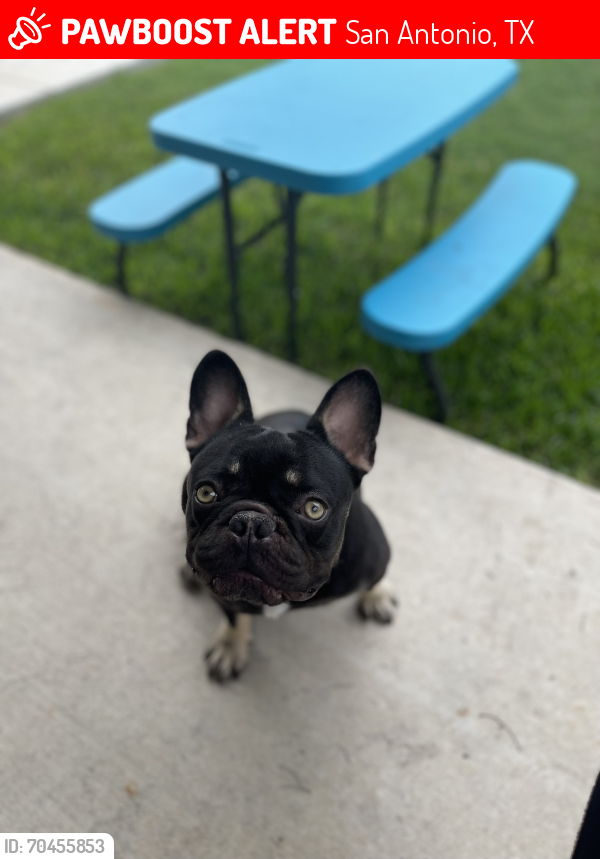 Lost Male Dog last seen Santa Rita street , San Antonio, TX 78214