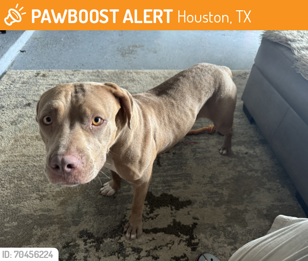 Found/Stray Female Dog last seen Tall Meadow Ln Parkland Place Subdivision , Houston, TX 77088