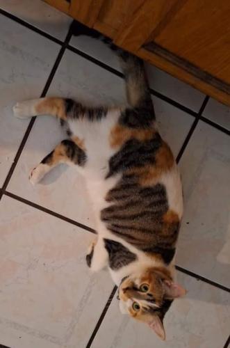 Lost Female Cat last seen Near Steffy Circle , Moreno Valley, CA 92553