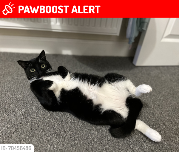 Hampshire, England Lost Female Cat, Willow Is Missing | PawBoost