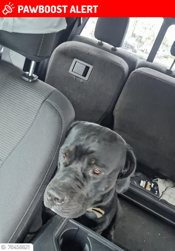 Lost Male Dog last seen Near bayline Dr north fort Myers , North Fort Myers, FL 33917