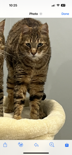 Lost Male Cat last seen Indianapolis Ave & Newman’s St, Huntington Beach, CA 92646