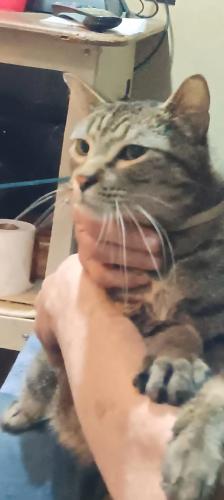 Lost Male Cat last seen Stringtown rd and strawberry plaines pike, Knox County, TN 37871