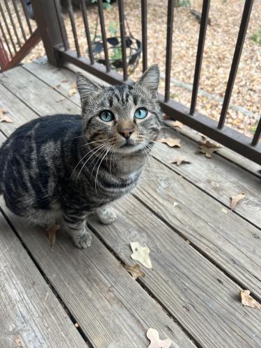 Lost Male Cat last seen Lakewood Drive , Mabank, TX 75156