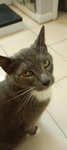 Lost Female Cat last seen glendridge street NW and, Delano street, Palm Bay, FL 32907