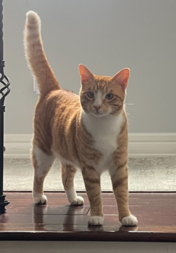 Lost Male Cat last seen Sutton manor , New Rochelle, NY 10801