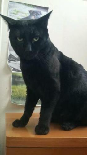 Lost Male Cat last seen Ocean Ave., Ave. X, Brooklyn, NY 11235