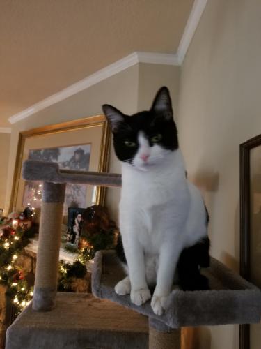 Lost Male Cat last seen Britain and sixth, Irving, TX 75060