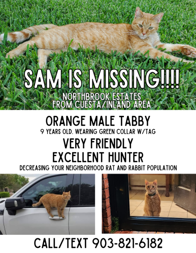 Lost Male Cat last seen Cuesta Ln, Inland. McKinney, TX 75072, McKinney, TX 75072