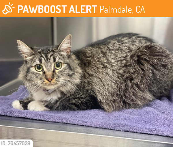 Shelter Stray Female Cat last seen , Palmdale, CA 93550