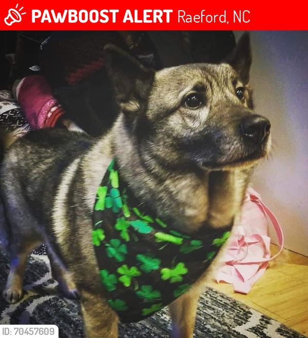 Lost Male Dog last seen Liberty point . South Parker church Rd, Raeford, NC 28376