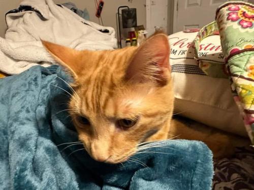 Lost Male Cat last seen The stables Sevierville tennessee, Sevierville, TN 37876