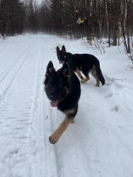 Lost Male Dog last seen SE 575th Dr, S 444 Rd, Locust Grove, OK 74352