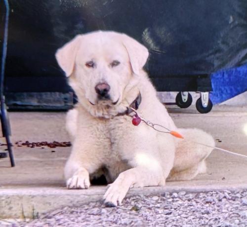 Lost Male Dog last seen on Brown Austin Rd near New Cut Rd, Louisville, KY 40118