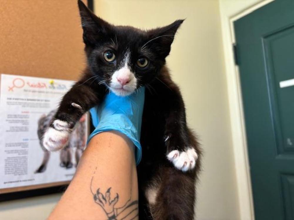 Shelter Stray Male Cat last seen CALVARY CHAPEL - 2200 E COLORADO, Pasadena, CA 91105