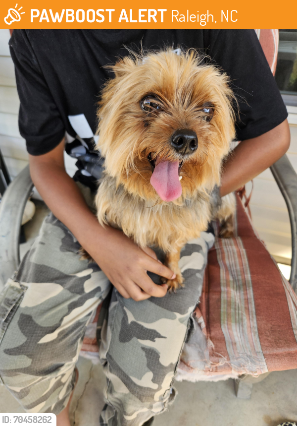 Raleigh, NC Stray Male Dog Found Near Willano and Rock Paint Ln | PawBoost