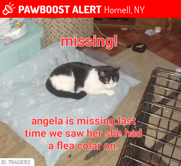 Lost Female Cat last seen Monroe Ave, Hornell, NY 14843