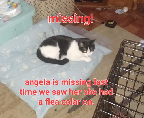 Lost Female Cat last seen Monroe Ave, Hornell, NY 14843