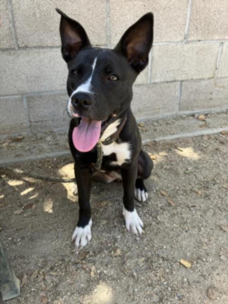 Shelter Stray Female Dog last seen , Los Angeles, CA 90031