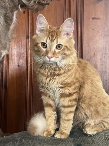 Lost Male Cat last seen North fork road, Ruth street, temple rd, lynx , Black Mountain, NC 28711
