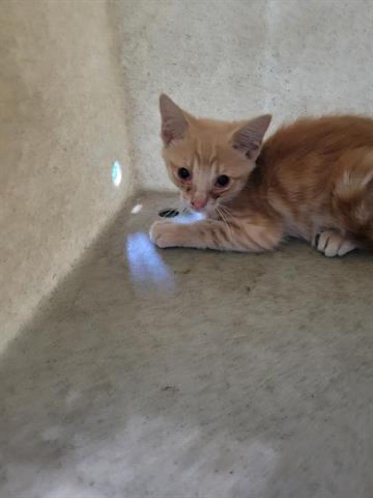 Shelter Stray Male Cat last seen , Irwindale, CA 91706
