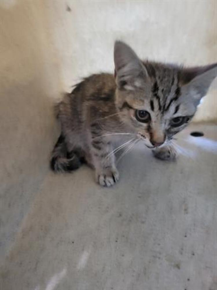 Shelter Stray Male Cat last seen , Irwindale, CA 91706