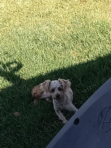 Found/Stray Unknown Dog last seen South Thorson Ave and Alondra Blvd, Los Angeles County, CA 90221