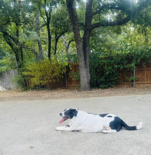 Lost Female Dog last seen Sublett 287, Hawkins cemetery area, Arlington, TX 76017