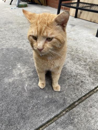 Lost Male Cat last seen Near the rock climbing gym, he ran into the woods nearby and was last seen inside, Greensboro, NC 27407