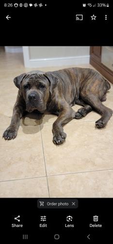 Lost Male Dog last seen Near Empress Court, Naples, FL 34110