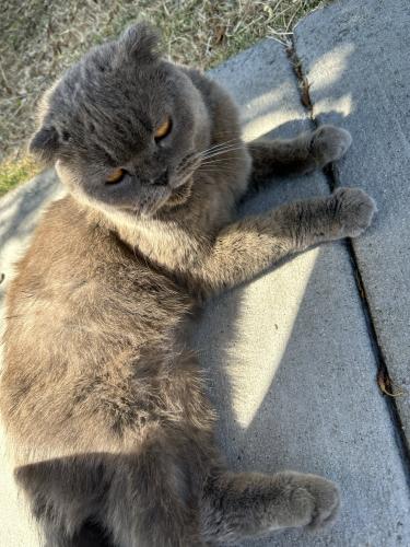 Found/Stray Unknown Cat last seen Nearby El Super, Lawndale, CA 90260