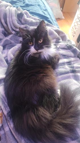 Lost Female Cat last seen Cliff avenue and 26th street, Sioux Falls, SD 57105
