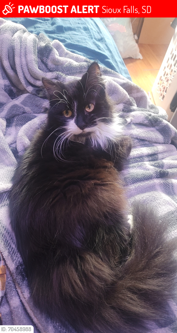 Lost Female Cat last seen Cliff avenue and 26th street, Sioux Falls, SD 57105