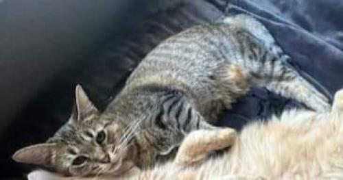 Lost Female Cat last seen Near and Gray Rd, Westfield, IN 46062