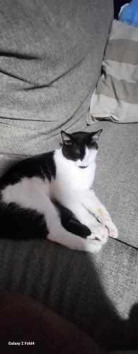 Lost Male Cat last seen east side park , Durham, NC 27703