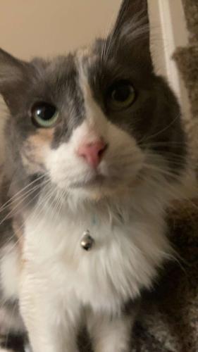 Lost Female Cat last seen w 30th street, Indianapolis, IN 46222