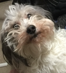 Lost Male Dog last seen New Guilbeau Road, San Antonio, TX 78254
