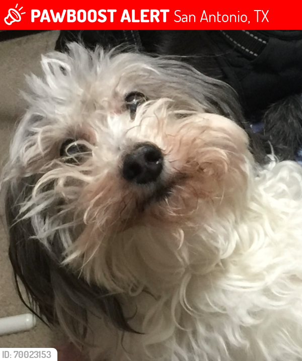 Lost Male Dog last seen New Guilbeau Road, San Antonio, TX 78254