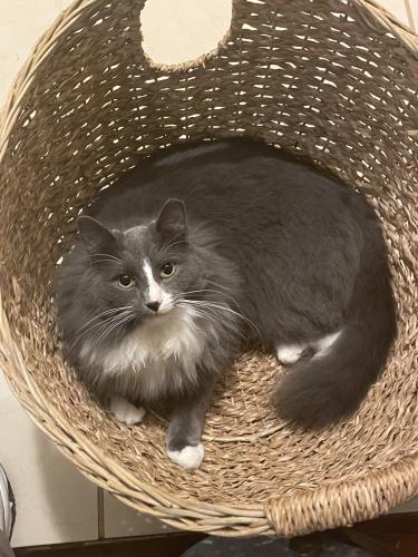 Lost Male Cat last seen Bruton and peachtree, Balch Springs, TX 75180