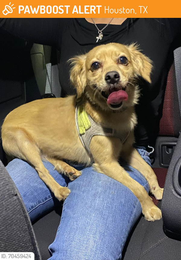 Houston, TX Stray Male Dog Found Near Pybudn | PawBoost