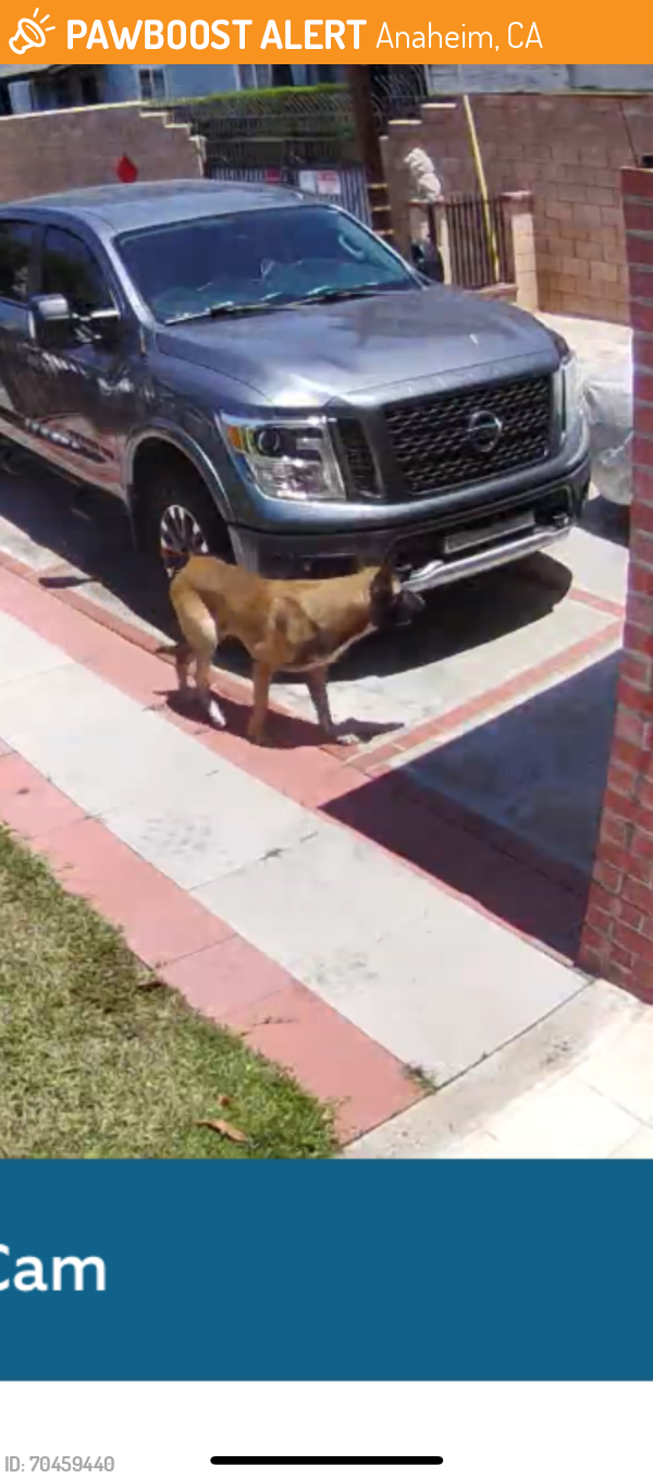 Found/Stray Unknown Dog last seen S.east street, Anaheim, CA 92805