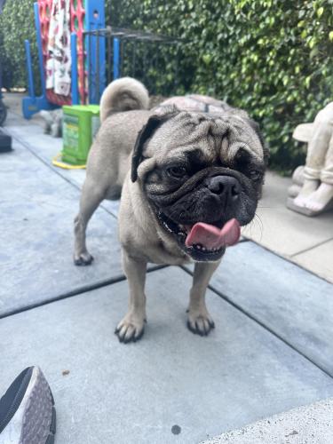 Found/Stray Male Dog last seen King blvd and Vermont , Los Angeles, CA 90037