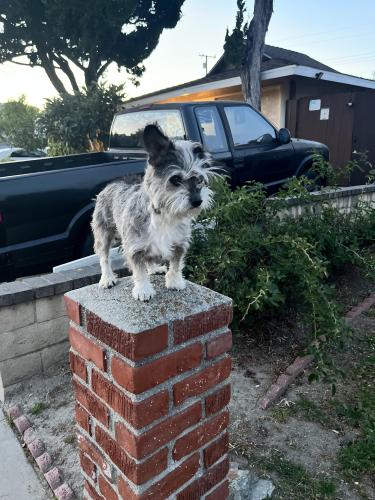 Lost Female Dog last seen Fullerton Rd and Mescal across from 7eleven, La Puente, CA 91748