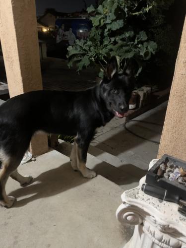 Found/Stray Male Dog last seen Brookhurst and russell, Garden Grove, CA 92843