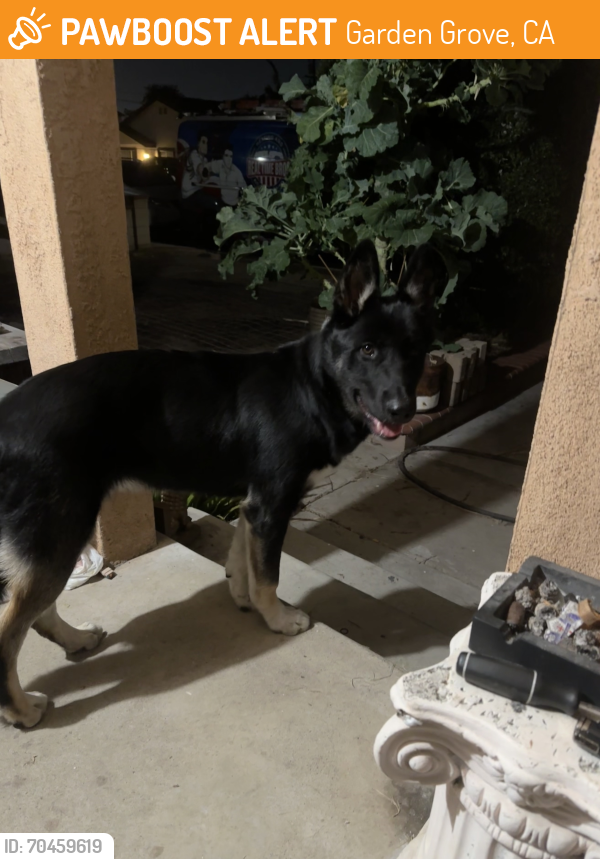 Found/Stray Male Dog last seen Brookhurst and russell, Garden Grove, CA 92843