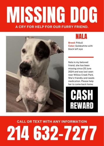 Lost Female Dog last seen Willow creek park , Plano, TX 75074