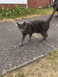 Reunited Unknown Cat last seen 7500-7510 Parkline Drive Henrico, VA 23229, Richmond, VA 23229