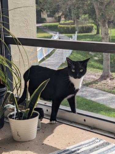 Lost Male Cat last seen Oleander Blvd and Southern , Fort Pierce, FL 34950