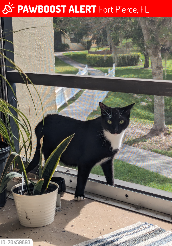 Lost Male Cat last seen Oleander Blvd and Southern , Fort Pierce, FL 34950